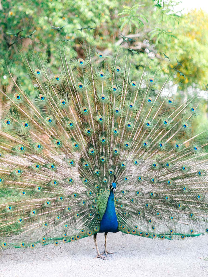 Crandon Gardens Engagement