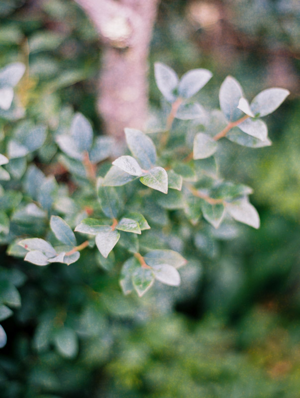 Asheville wedding photographer Contax 645 Fuji 400H