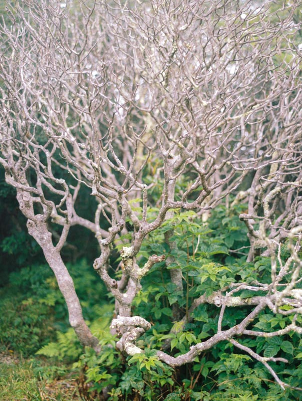 Asheville wedding photographer Contax 645 Fuji 400H