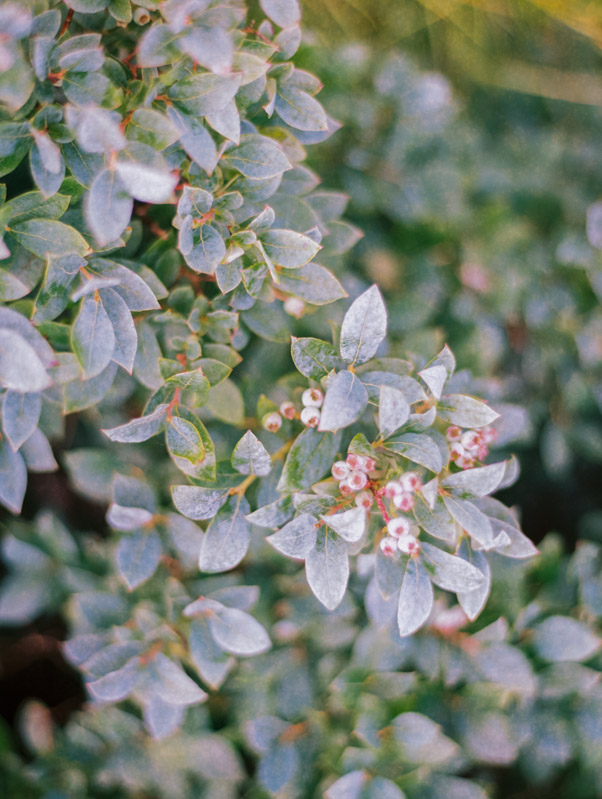 Fine Art Film Wedding Photographer Contax 645 Fuji 400H