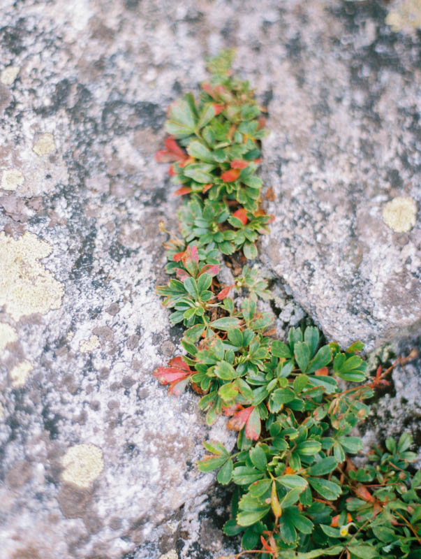 Fine Art Film Wedding Photographer Contax 645 Fuji 400H