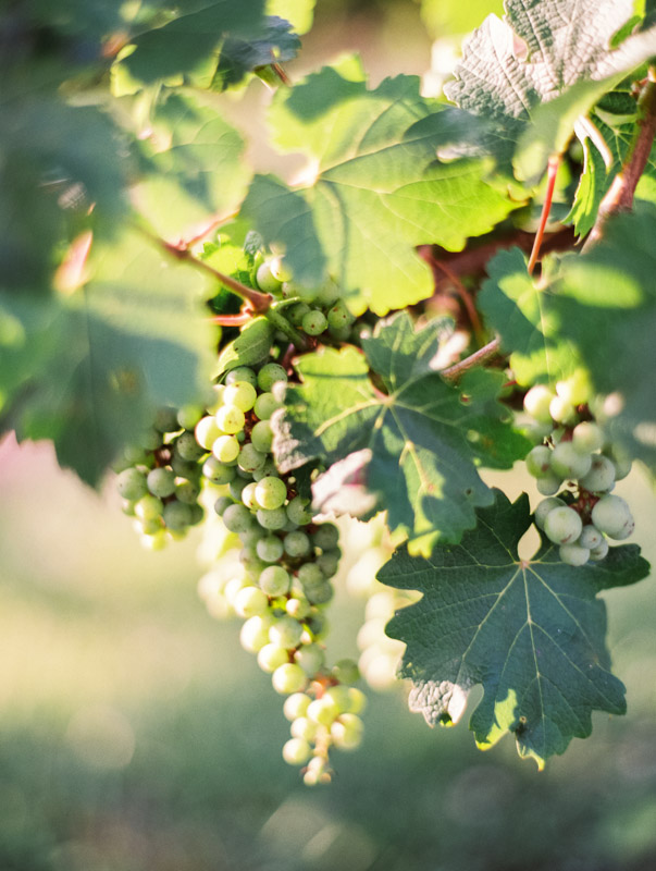 Vineyard Wedding Inspiration Contax 645 Fuji 400H