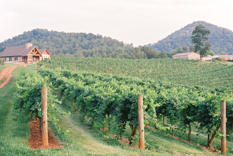 Vineyard Wedding Inspiration Contax 645 Fuji 400H