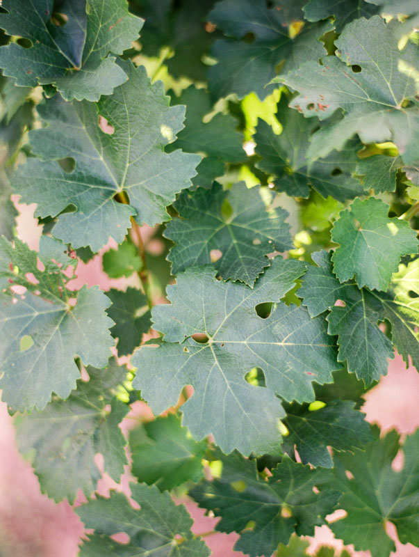 Vineyard Wedding Inspiration Contax 645 Fuji 400H