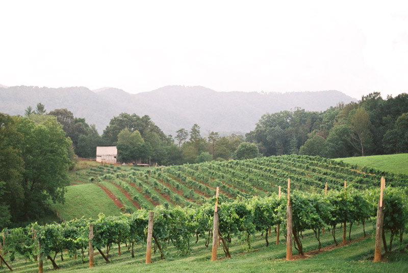 Vineyard Wedding Inspiration Contax 645 Fuji 400H