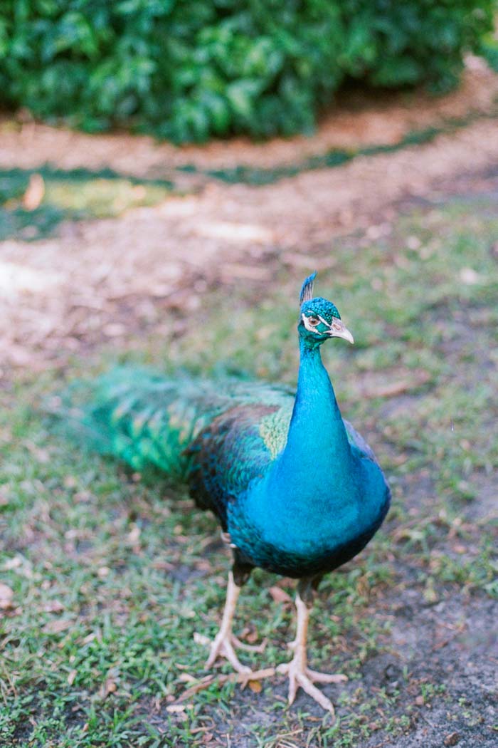 Flamingo Gardens Wedding Portra 800