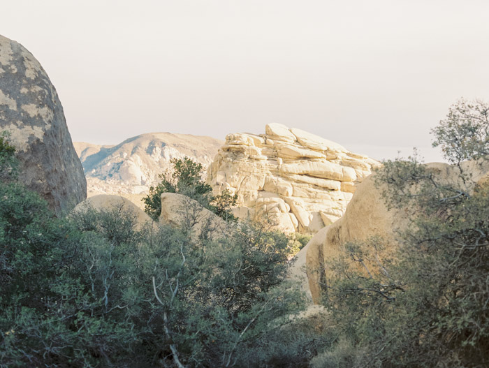 Joshua Tree Engagement Contax 645 Fuji 400H